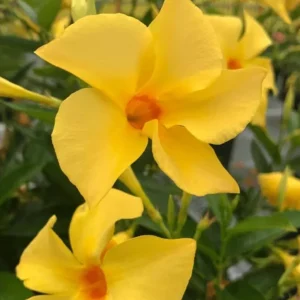 Yellow Mandevilla Vine Live Plant – Dipladenia Tropical Flower – 5-9 Inch Tall - Image 2