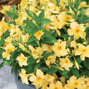 Yellow Mandevilla Vine Live Plant – Dipladenia Tropical Flower – 5-9 Inch Tall - Image 3