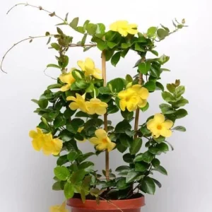 Yellow Mandevilla Vine Live Plant – Dipladenia Tropical Flower – 5-9 Inch Tall - Image 4