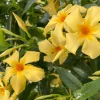 Yellow Mandevilla Vine Live Plant – Dipladenia Tropical Flower – 5-9 Inch Tall - Image 1