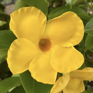 Yellow Mandevilla Vine Live Plant – Dipladenia Tropical Flower – 5-9 Inch Tall - Image 5