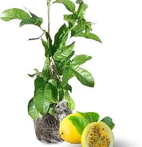 Yellow Passion Fruit Live Plant – Edible Passionfruit Vine – 4-6 Inch Tall – Outdoor - Image 7