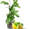 Yellow Passion Fruit Live Plant – Edible Passionfruit Vine – 4-6 Inch Tall – Outdoor - Image 1