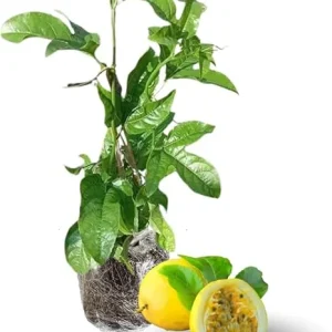 Yellow Passion Fruit Live Plant – Edible Passionfruit Vine – 4-6 Inch Tall – Outdoor - Image 1