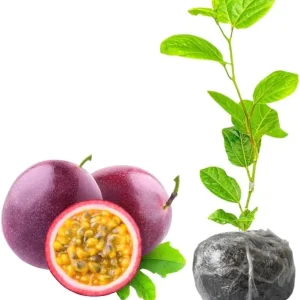 Yellow Passion Fruit Live Plant – Passiflora Vine, 5-8 Inch Tall, Outdoor - Image 2