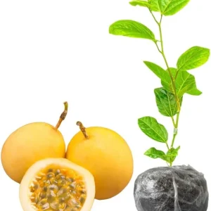 Yellow Passion Fruit Live Plant – Passiflora Vine, 5-8 Inch Tall, Outdoor - Image 3