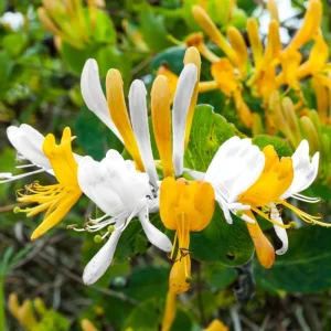 Yellow Pink Honeysuckle Bush Live Plant - Fragrant Climbing Vine 5-12 Inches Tall - Image 3