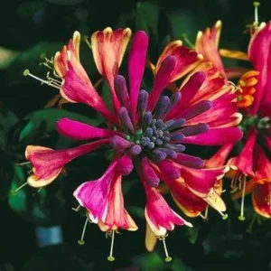 Yellow Pink Honeysuckle Bush Live Plant - Fragrant Climbing Vine 5-12 Inches Tall - Image 1