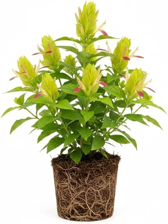 Yellow Pink Shrimp Plant Live - 5-7 Inches Tall, Easy Care Houseplant, Indoor/Outdoor Shrub - Image 5