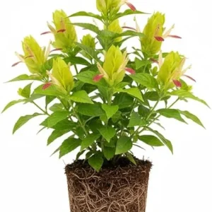 Yellow Pink Shrimp Plant Live - 5-7 Inches Tall, Easy Care Houseplant, Indoor/Outdoor Shrub - Image 6