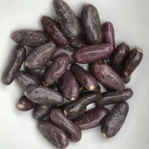 Yellow Pod Cacao Tree Live Plant 10-13