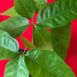 Yellow Pod Cacao Tree Live Plant 10-13