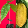 Yellow Pod Cacao Tree Live Plant 10-13" Tall Seedling in 3" Pot Tropical Fruit - Image 1