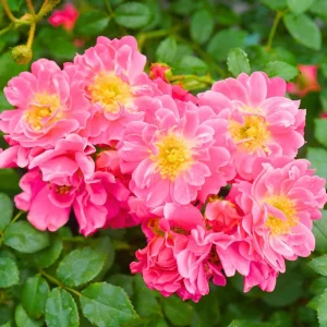 Yellow Rose Bush Live Plant - Fragrant, 6-8 Inch Tall, Year-Round Blooming - Image 2