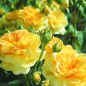 Yellow Rose Bush Live Plant - Fragrant, 6-8 Inch Tall, Year-Round Blooming - Image 8