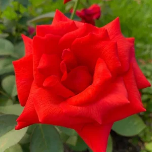 Yellow Rose Bush Live Plant - Fragrant, 6-8 Inch Tall, Year-Round Blooming - Image 9