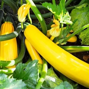 Yellow Squash Zucchini Live Plants - Set of 2, Bush Type, Outdoor Garden - Image 7
