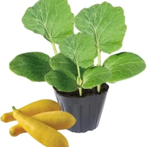 Yellow Zucchini Live Plant Seedlings – 2 Pack, 4-6 Inches Tall, Outdoor Squash - Image 7