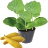 Yellow Zucchini Live Plant Seedlings – 2 Pack, 4-6 Inches Tall, Outdoor Squash - Image 1