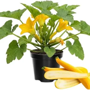 Yellow Zucchini Live Plants – 2 Count – 4-6 Inches Tall – Outdoor Vegetable - Image 5