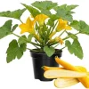 Yellow Zucchini Live Plants – 2 Count – 4-6 Inches Tall – Outdoor Vegetable - Image 1