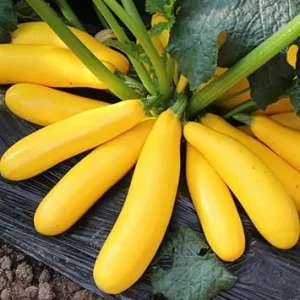 Yellow Zucchini Live Plants - 2-Pack, 4-6 Inch Potted Squash Vegetable Garden - Image 7