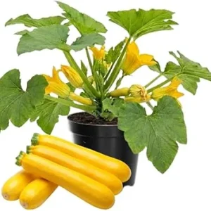 Yellow Zucchini Squash Live Plants - Set of 2, 4 Inch Pot, Vegetable Garden - Image 3