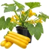 Yellow Zucchini Squash Live Plants - Set of 2, 4 Inch Pot, Vegetable Garden - Image 1