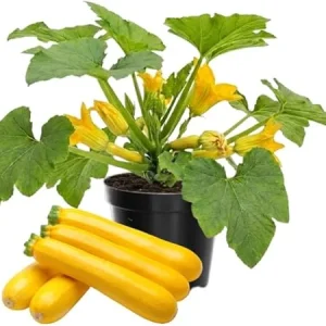 Yellow Zucchini Squash Live Plants - Set of 2, 4 Inch Pot, Vegetable Garden - Image 1