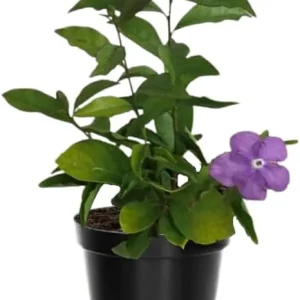 Yesterday Today and Tomorrow Plant Live - Brunfelsia Shrub, 5-7 inch Tall Seedling - Image 2