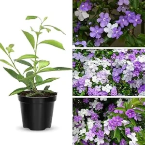 Yesterday Today & Tomorrow Live Plant 2-Pack, Brunfelsia, 5-7 Inches Tall Seedling - Image 6