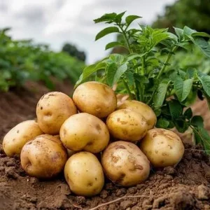 Yukon Gold Potato Seeds - 70 Seeds for Planting, Easy Growing - Image 2