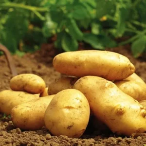Yukon Gold Potato Seeds - 70 Seeds for Planting, Easy Growing - Image 3