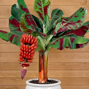 Zebrina Banana Live Plant - Cold Hardy Musa, 4-7