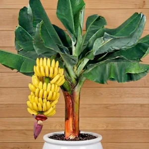 Zebrina Banana Live Plant - Cold Hardy Musa, 4-7