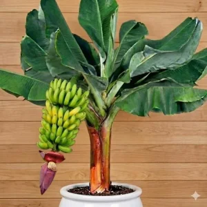 Zebrina Banana Live Plant - Cold Hardy Musa, 4-7