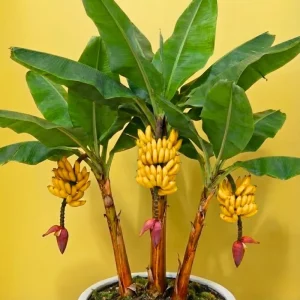 Zebrina Banana Live Plant - Cold Hardy Musa, 4-7