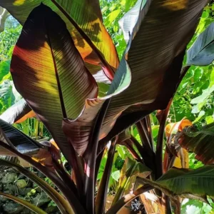 Zebrina Banana Plant Live – Cold Hardy Musa Plant – 4-7 inch Tall – Indoor/Outdoor - Image 4