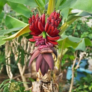 Zebrina Banana Plant Live – Cold Hardy Musa Plant – 4-7 inch Tall – Indoor/Outdoor - Image 7