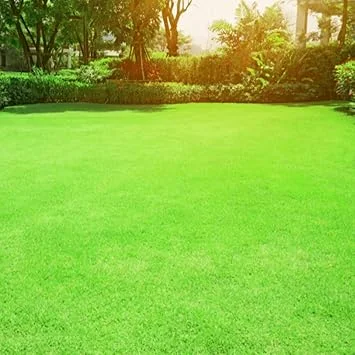 Zoysia Grass Seeds - 10,000 Count, Drought Tolerant, Low Maintenance Lawngrass - Image 4