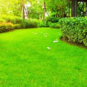 Zoysia Grass Seeds - 60000 Count for Lush Lawn, Drought-Tolerant, Zones 6-11 - Image 3