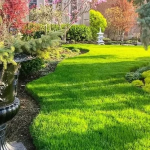 Zoysia Grass Seeds - Approx. 40,000 Seeds for Lush Lawn - Image 1