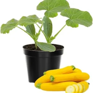 Zucchini & Yellow Squash Plants Live – 3 Pack Seedlings in 4 Inch Pots - Image 4
