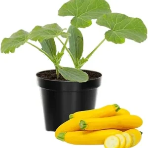 Zucchini & Yellow Squash Plants Live – 3 Pack Seedlings in 4 Inch Pots - Image 5