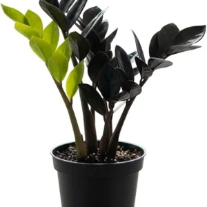 ZZ Plant Live Plant – 3 Inch Pot – Low Maintenance Indoor Houseplant - Image 3