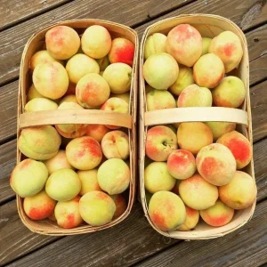 1 Belle of Georgia White Peach Tree Live Plant - Edible Fruit, Self-Pollinating, Zones 5-8 - Image 1