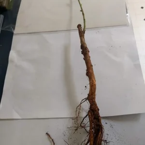 1 Belle of Georgia White Peach Tree Live Plant - Edible Fruit, Self-Pollinating, Zones 5-8 - Image 5