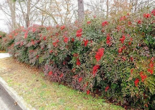 10 Domestic Nandina Live Plants – Heavenly Bamboo – 2.5 Inch Pot – Outdoor Shrub - Image 2