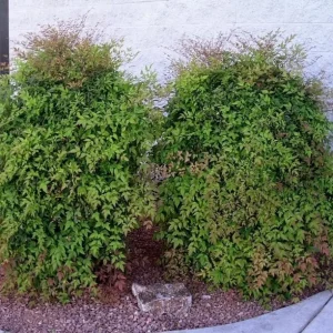 10 Domestic Nandina Live Plants – Heavenly Bamboo – 2.5 Inch Pot – Outdoor Shrub - Image 4