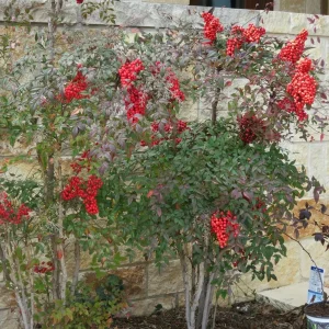 10 Domestic Nandina Live Plants – Heavenly Bamboo – 2.5 Inch Pot – Outdoor Shrub - Image 5